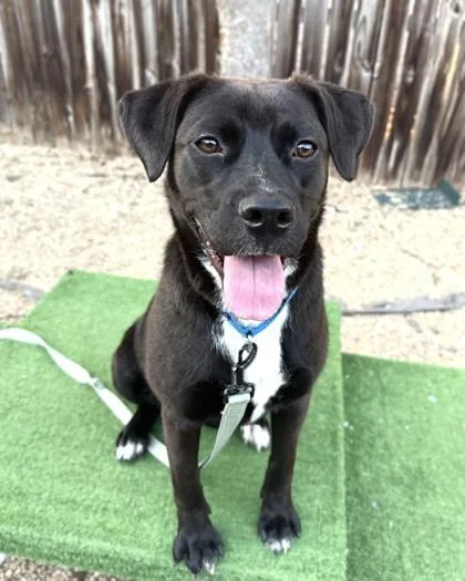 An adult medium-sized female Mixed Breed dog named Missy for adoption in Washington, DC