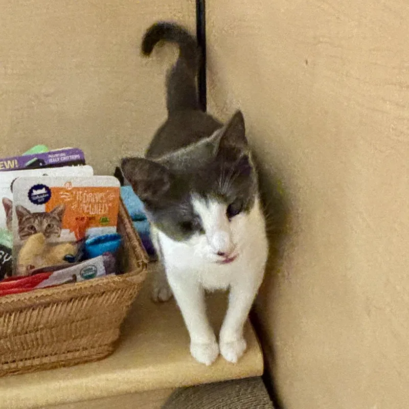 A young medium-sized female Gray & White Domestic Short Hair cat named Ichi for adoption in Richmond, VA