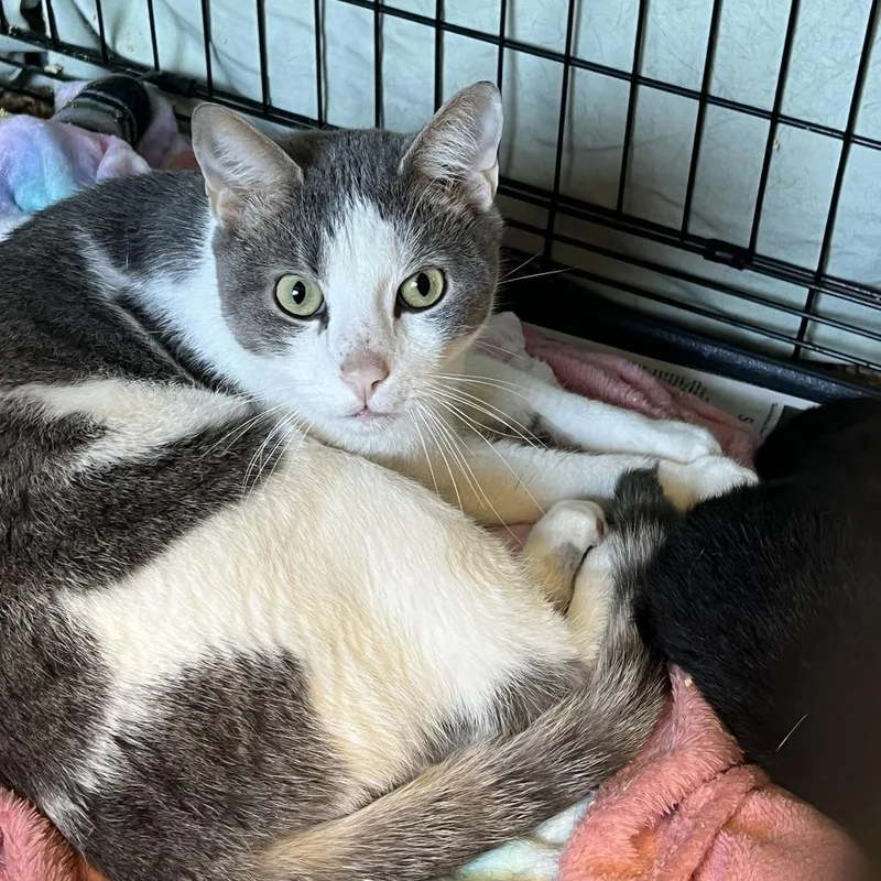 An adult small-sized male White Domestic Short Hair cat named Rascal for adoption in Oak Hill, WV