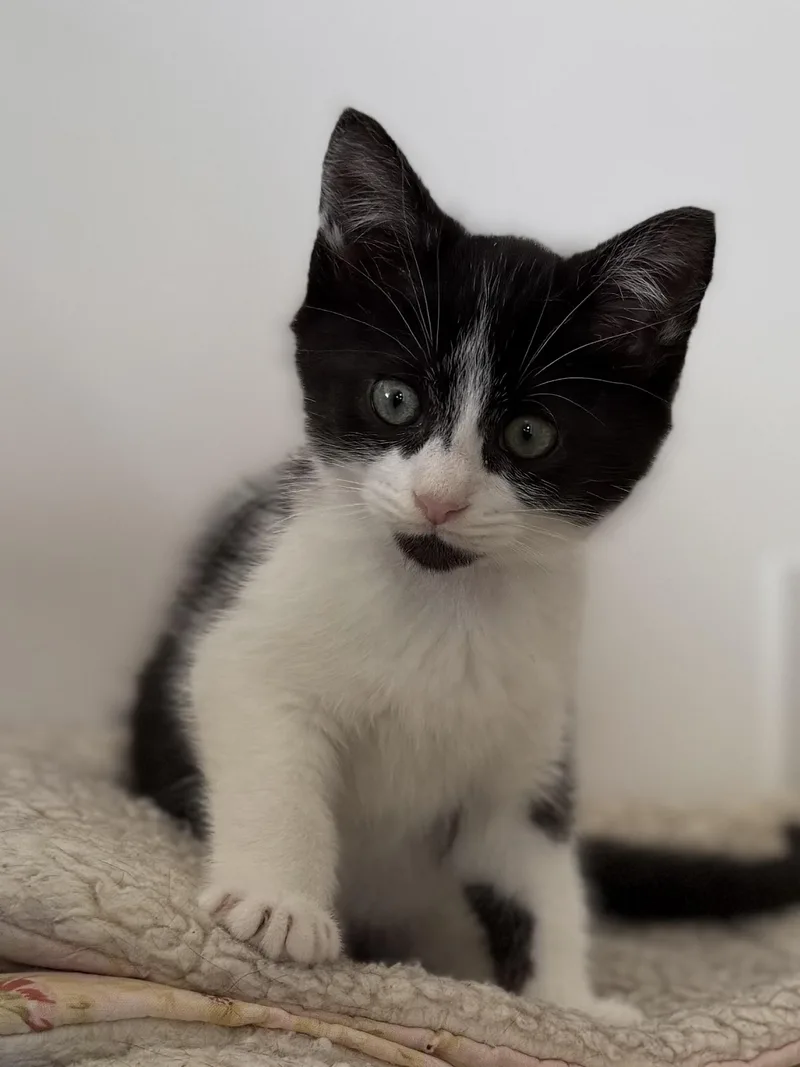 A baby small-sized male Domestic Short Hair cat named Gibson for adoption in Hershey, PA