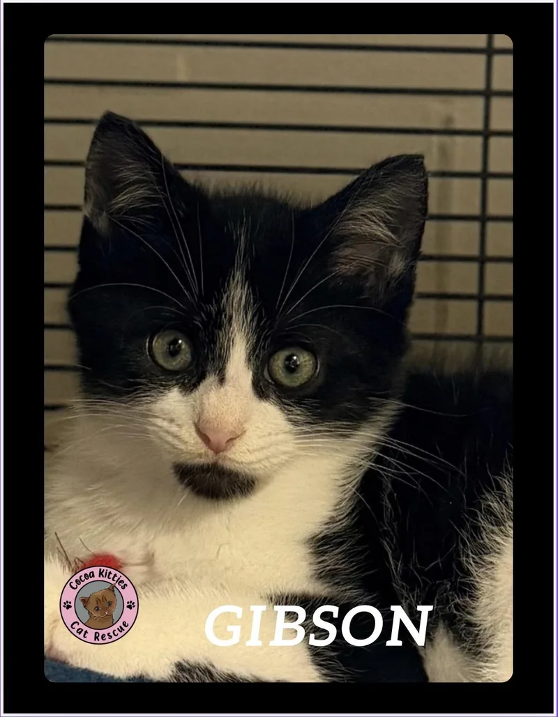 Gibson thumbnail 2