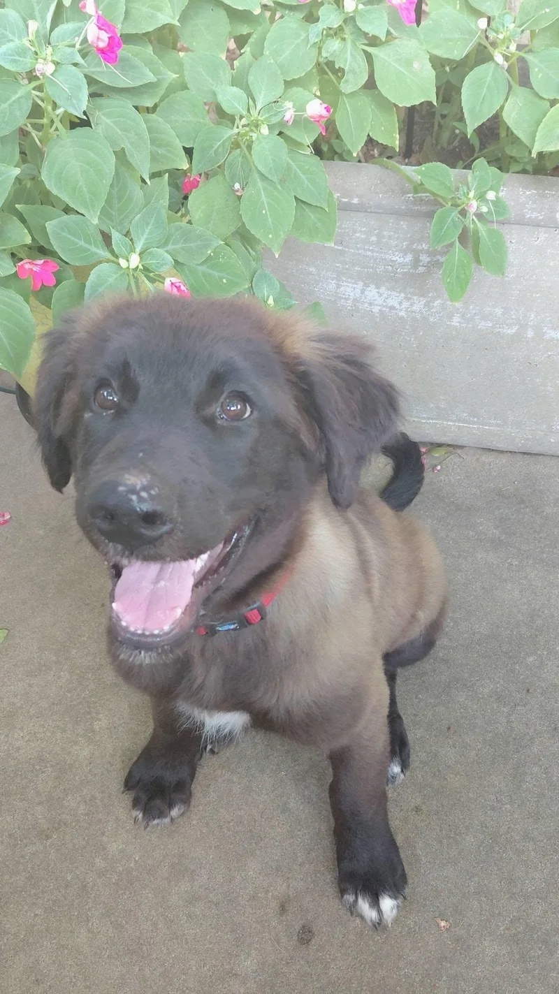 A baby large-sized male Bicolor Labrador Retriever dog named Timber for adoption in Broken Arrow, OK