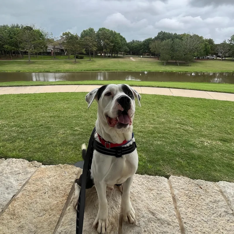 A young large-sized male Pit Bull Terrier dog named Willis for adoption in Yonkers, NY