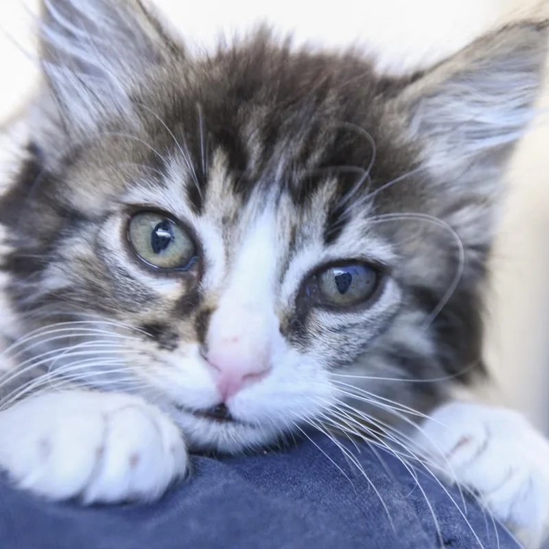 A baby small-sized male Brown / Chocolate Domestic Short Hair cat named Red Fish for adoption in Redwood City, CA