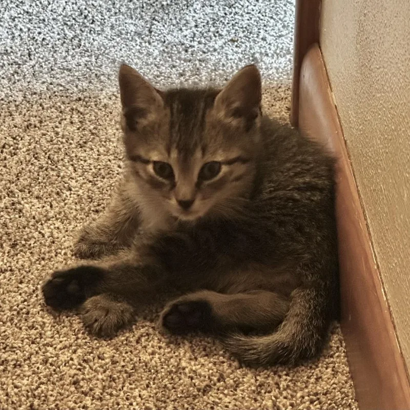 A baby small-sized male Brown / Chocolate Domestic Short Hair cat named Mulligan for adoption in Binghamton, NY