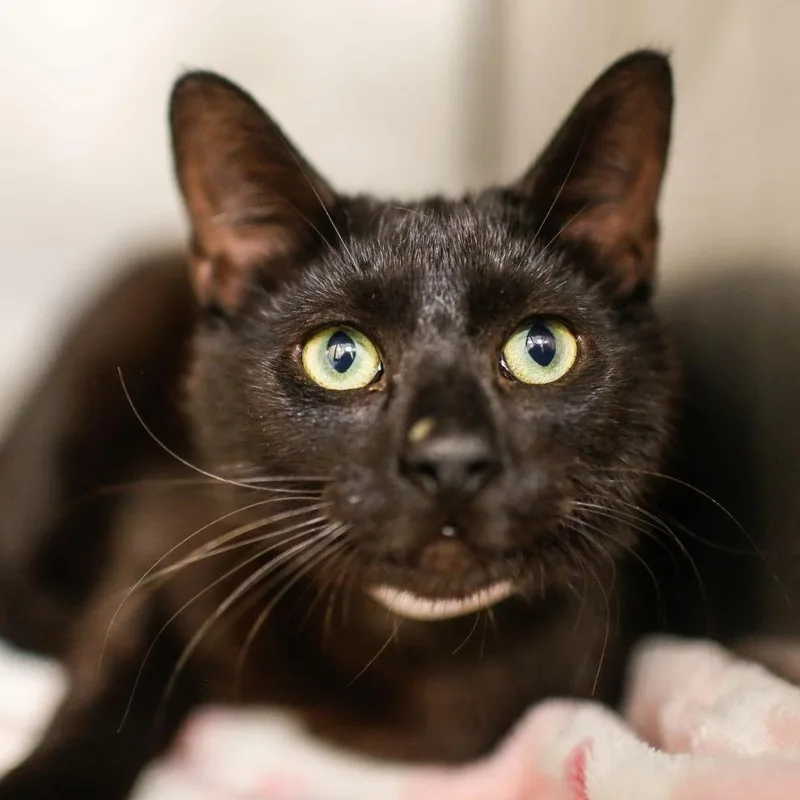 A young large-sized male Black Domestic Short Hair cat named Arlis for adoption in Dover, NH
