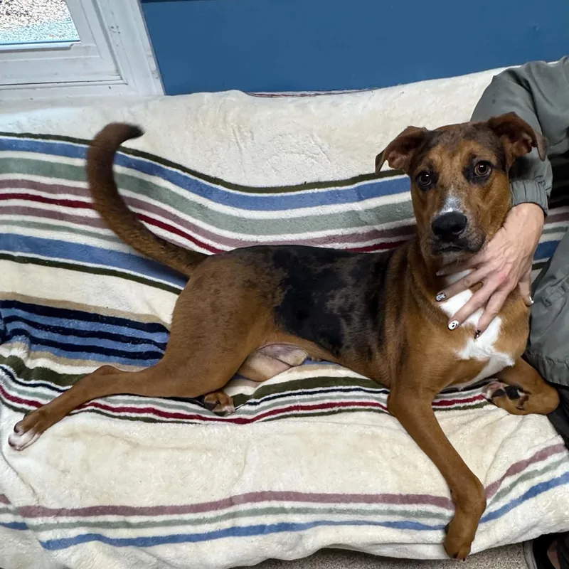 A young large-sized male Bicolor Catahoula Leopard Dog dog named Definitely Kevin for adoption in Sunderland, MD