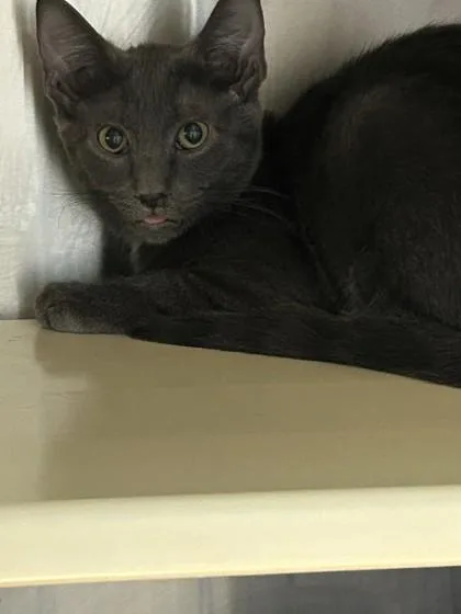 An adult medium-sized male Domestic Short Hair cat named Grapefruit for adoption in Kansas City, MO