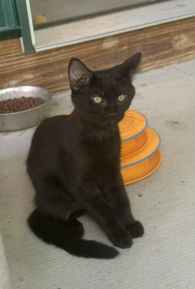 A baby medium-sized male Black Domestic Short Hair cat named Ben for adoption in Pittsburgh, PA