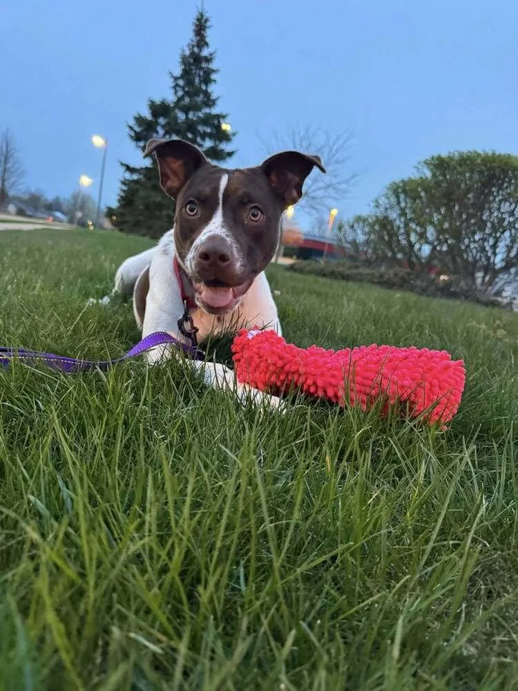 An adult medium-sized female Mixed Breed dog named Delphi for adoption in Lansing, MI