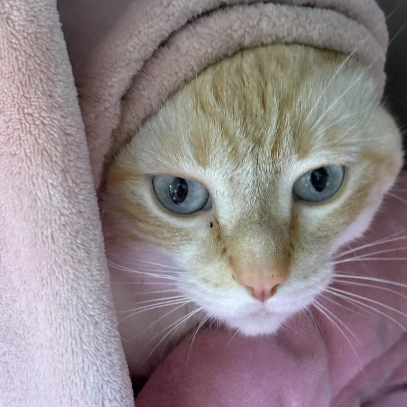 A young large-sized male Orange / Red Domestic Short Hair cat named Cinnamon for adoption in Waukesha, WI