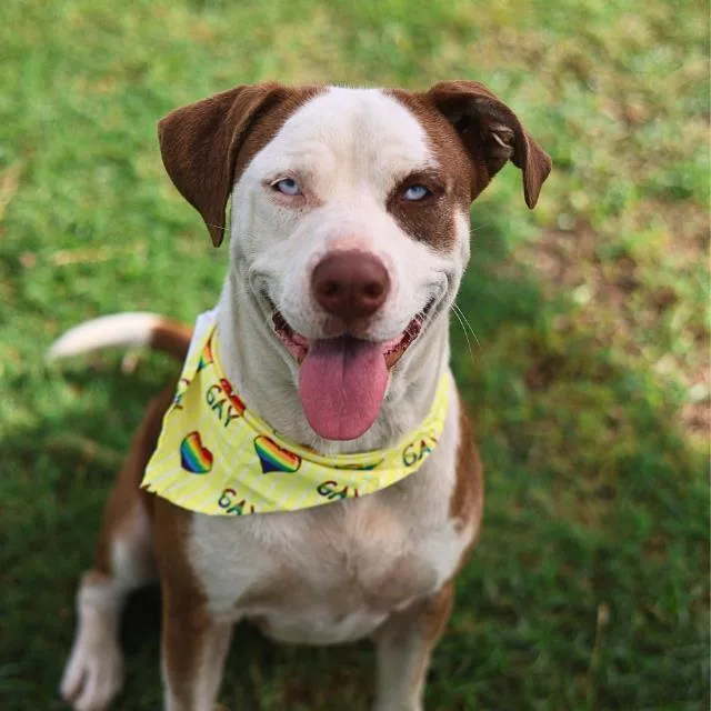 An adult medium-sized female American Staffordshire Terrier dog named Adele for adoption in San Antonio, TX
