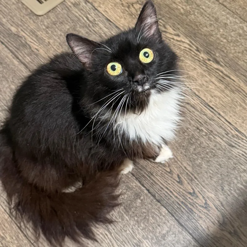 A young medium-sized female Black Domestic Long Hair cat named Yennefer for adoption in Lynchburg, VA
