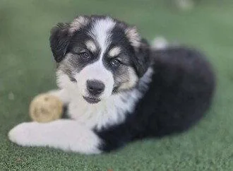 A baby small-sized male Border Collie dog named Goliath for adoption in Fremont, CA