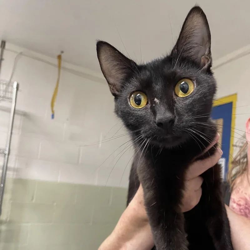 A young medium-sized female Black Domestic Short Hair cat named Popcorn for adoption in Eureka Springs, AR