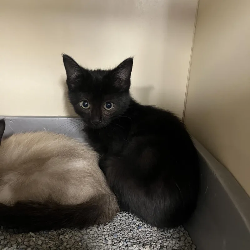 A baby small-sized female Black Domestic Short Hair cat named Carmel apple for adoption in Hinsdale, IL