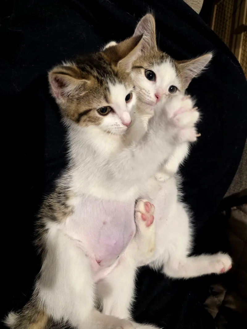 A baby medium-sized female Tabby (Brown / Chocolate) Domestic Short Hair cat named Timmy and Scooby for adoption in Fairfax, VA