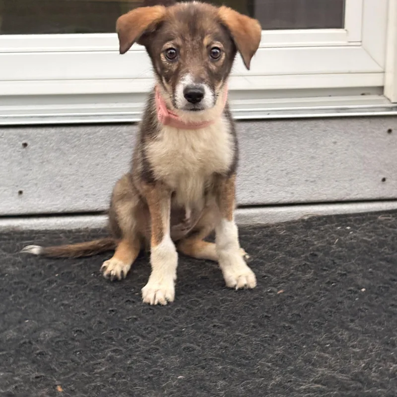 A baby medium-sized female Australian Shepherd dog named Macy for adoption in Eatontown, NJ