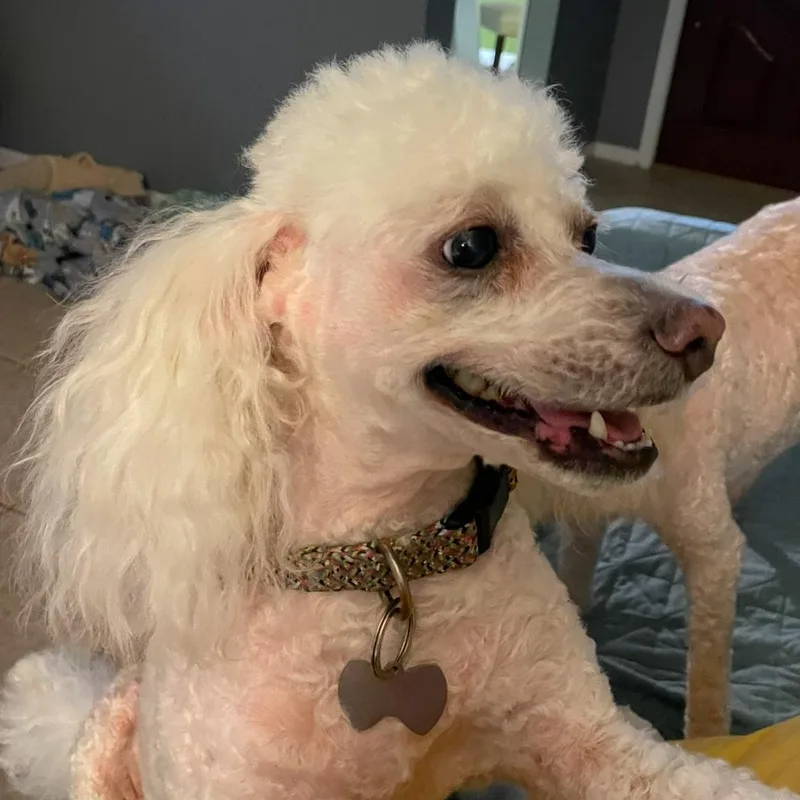 A senior small-sized female White / Cream Maltipoo dog named Bella for adoption in CORPUS CHRISTI, TX