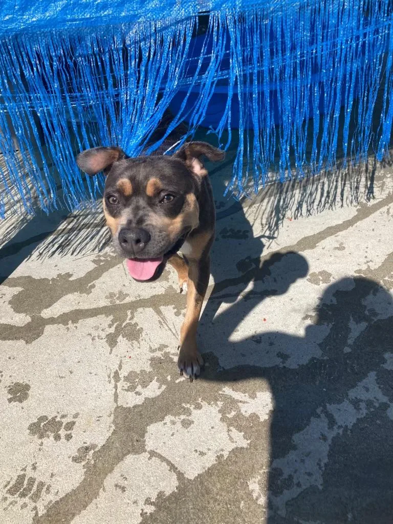 A young medium-sized male Pit Bull Terrier dog named Reese for adoption in Carmel, NY