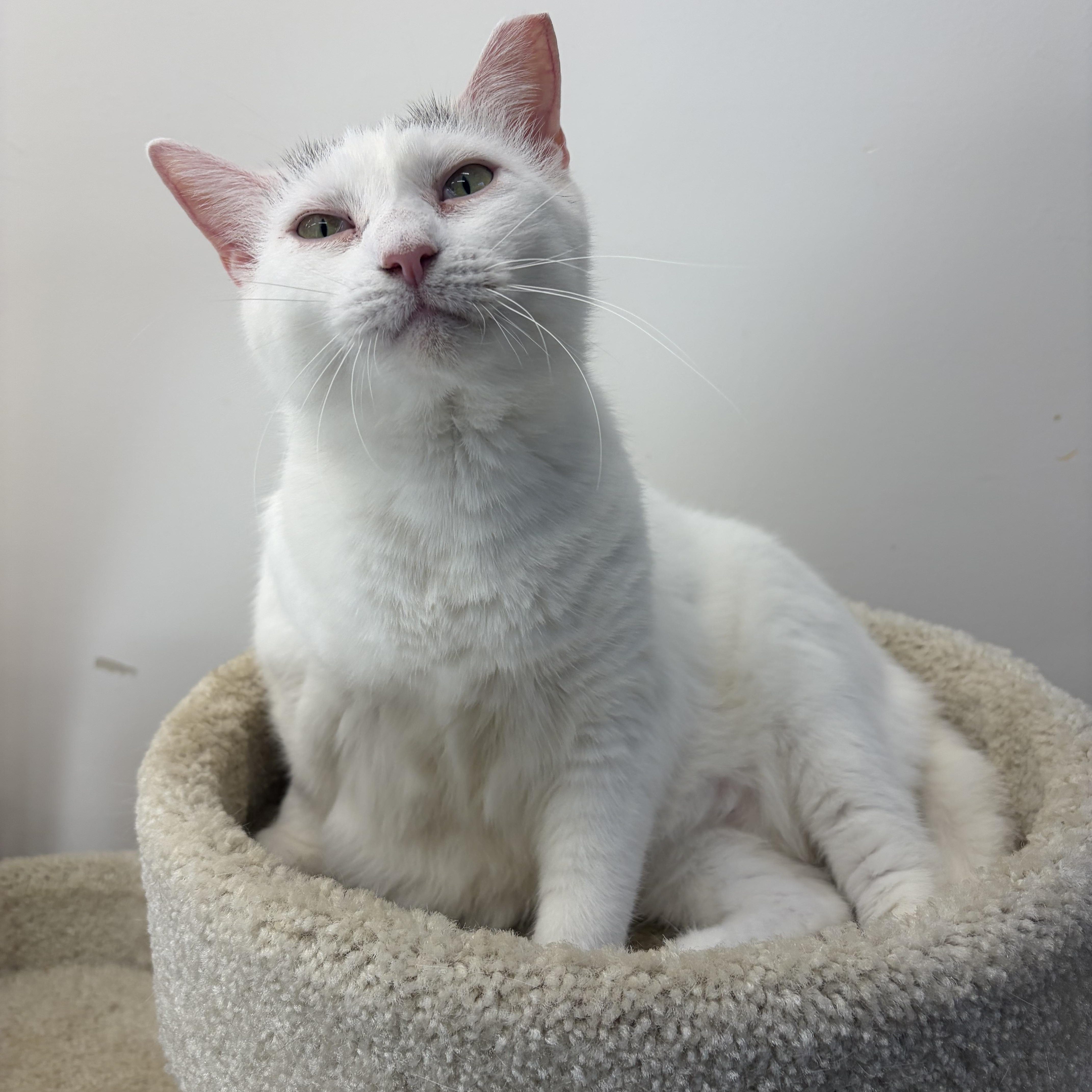 An adult large-sized female White Domestic Short Hair cat named Cloud for adoption in Southold, NY