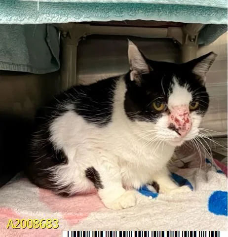 An adult medium-sized female Domestic Short Hair cat named Sassy for adoption in West Palm Beach, FL