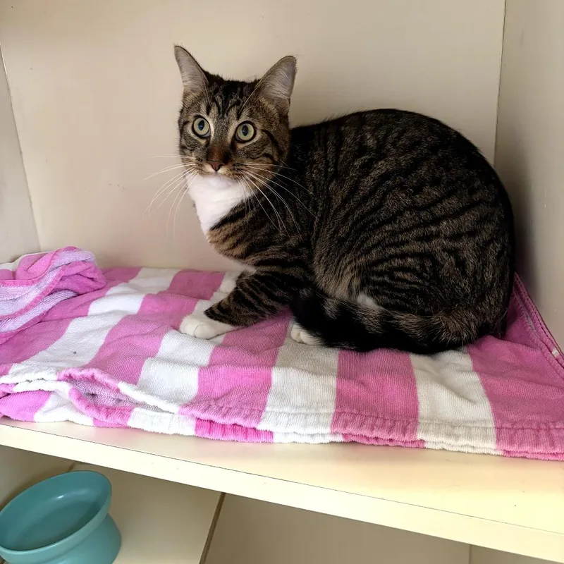 An adult medium-sized male Brown / Chocolate Domestic Short Hair cat named Cav for adoption in DeKalb, IL