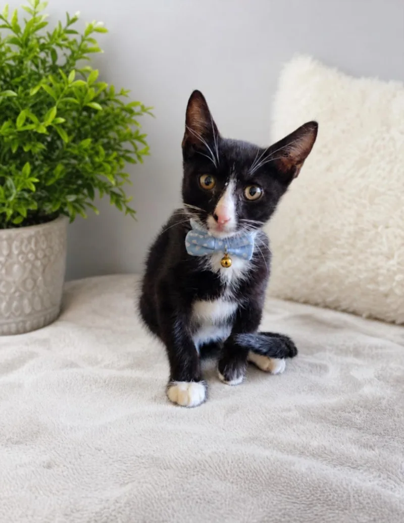 A baby small-sized male Domestic Short Hair cat named Claude for adoption in Houston, TX