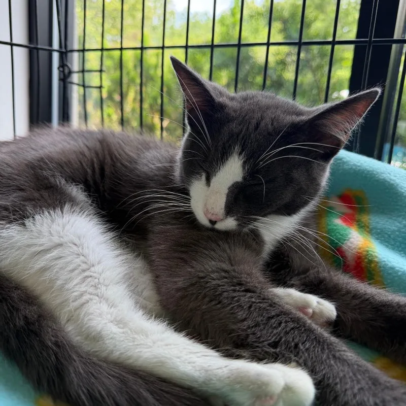 A young medium-sized male Gray / Blue / Silver Domestic Short Hair cat named Howard for adoption in Deerfield, IL