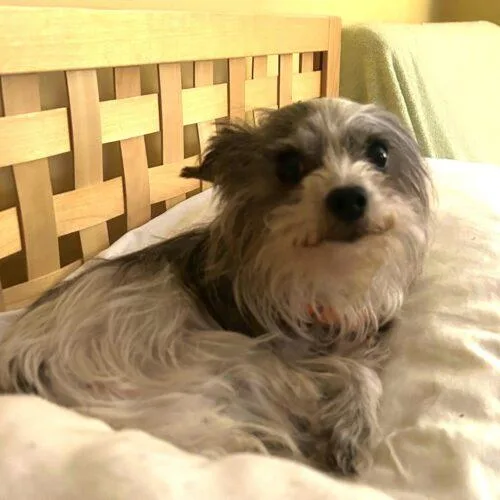 An adult small-sized female Tricolor (Brown, Black, & White) Terrier dog named Dot for adoption in Lincolnshire, IL