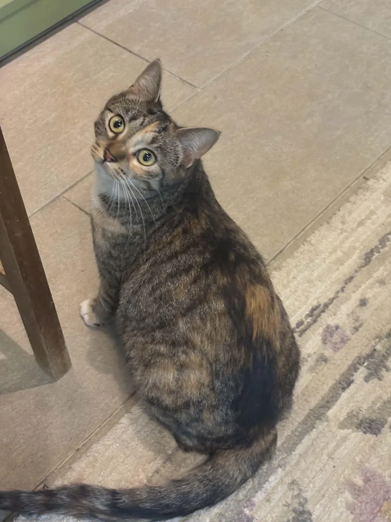 Pepper Ann thumbnail 2