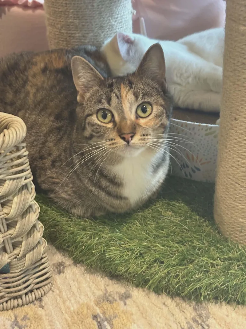 Pepper Ann thumbnail 3