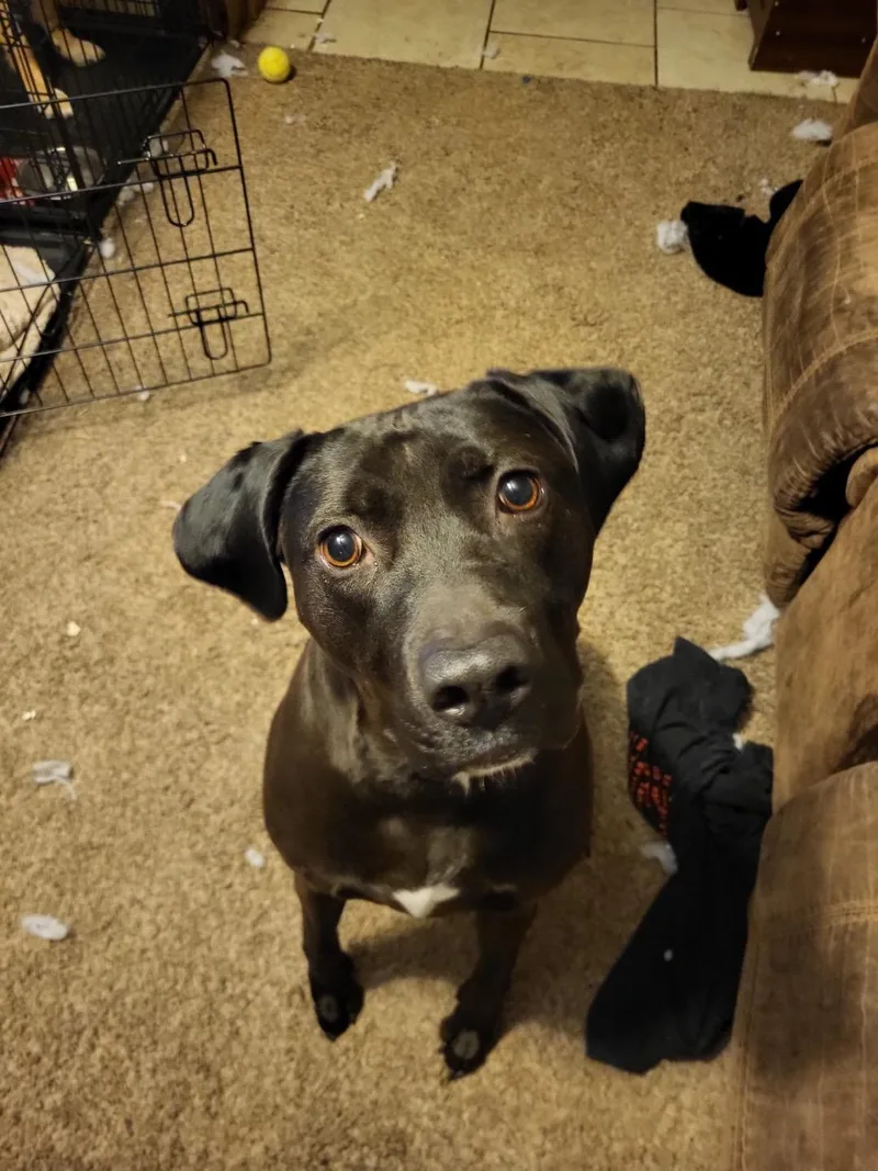 An adult medium-sized female Black Labrador Retriever dog named Bobbie Jo for adoption in Oswego, IL