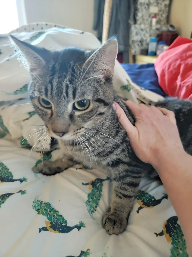 A young medium-sized male Tabby (Brown / Chocolate) Domestic Short Hair cat named Caffeine for adoption in Houston, TX