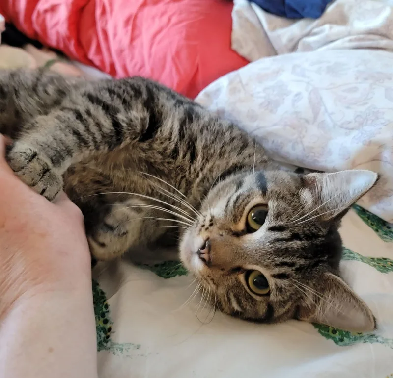 Caffeine thumbnail 3