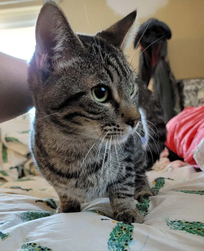 Caffeine thumbnail 4