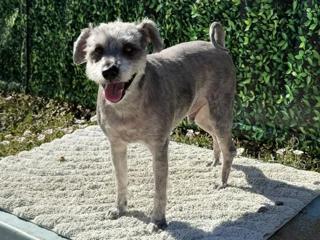 An adult medium-sized male Schnauzer dog named Apollo for adoption in Santa Cruz, CA