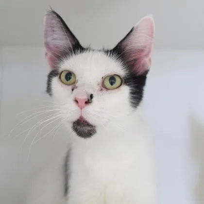 A young medium-sized female Domestic Medium Hair cat named Smudge for adoption in Verona, WI
