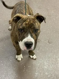 A baby medium-sized male Pit Bull Terrier dog named Slowpoke for adoption in South Bend, IN