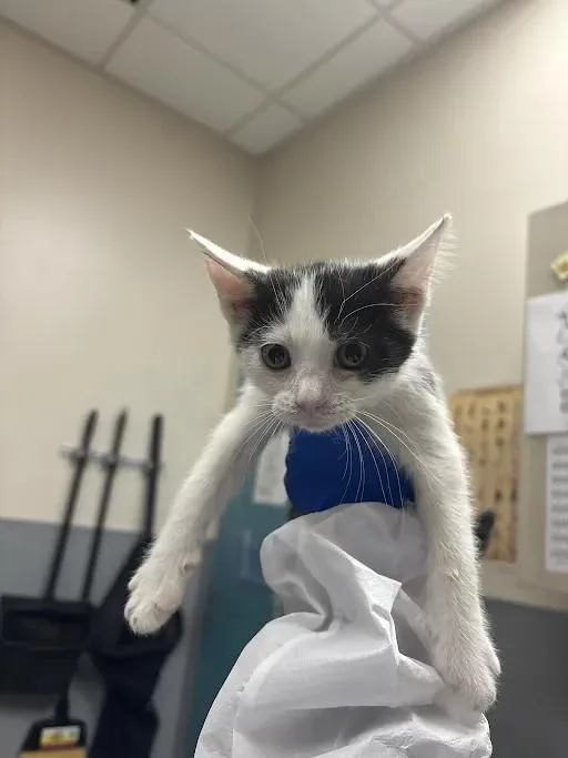 A baby small-sized male Domestic Short Hair cat named Zinger for adoption in Las Vegas, NV