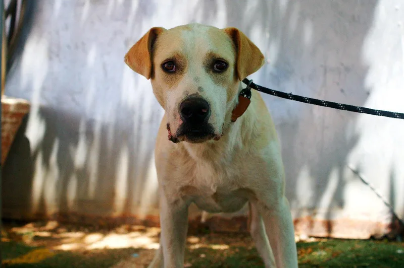 Jingleshis Bff Is Baby thumbnail 2