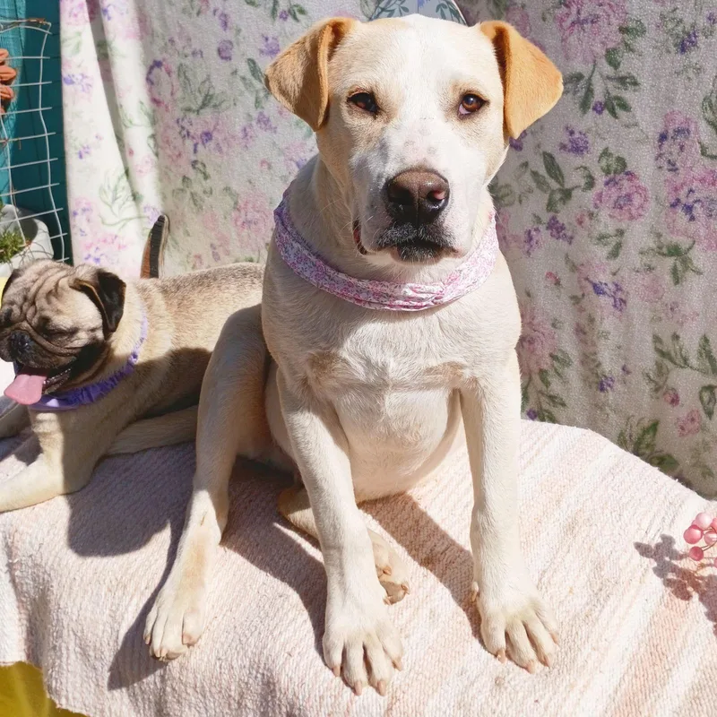 Jingleshis Bff Is Baby thumbnail 3