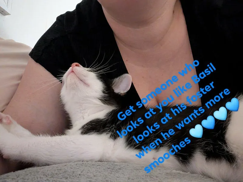 Basil thumbnail 2