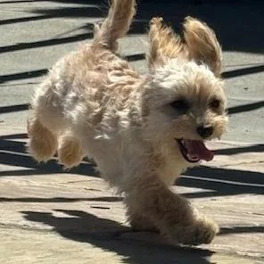 A baby small-sized female Cockapoo dog named Sandy for adoption in Antioch, CA