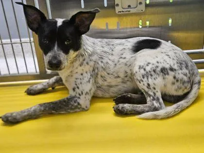 An adult small-sized male Rat Terrier dog named Dash for adoption in Shawano, WI