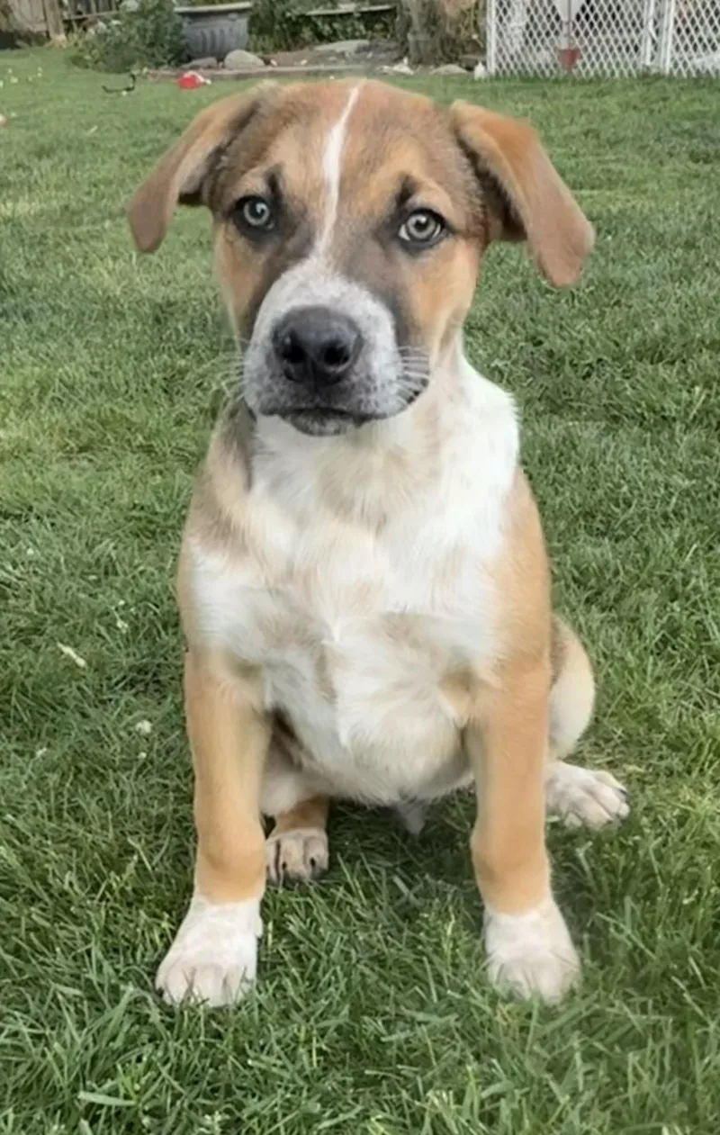 A baby medium-sized male American Staffordshire Terrier dog named Sunny for adoption in Twin Falls, ID