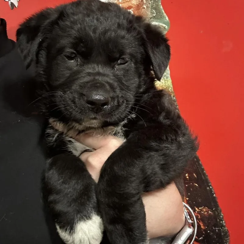 A baby large-sized male Black Border Collie dog named Q for adoption in Point Richmond, CA
