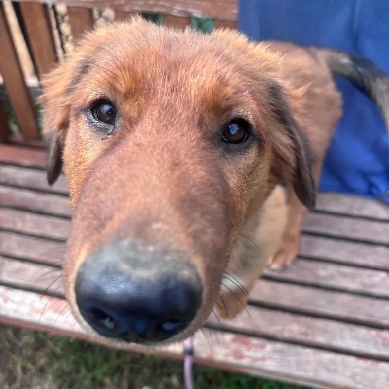 A baby large-sized female Red / Chestnut / Orange Mixed Breed dog named Mustang for adoption in York, PA