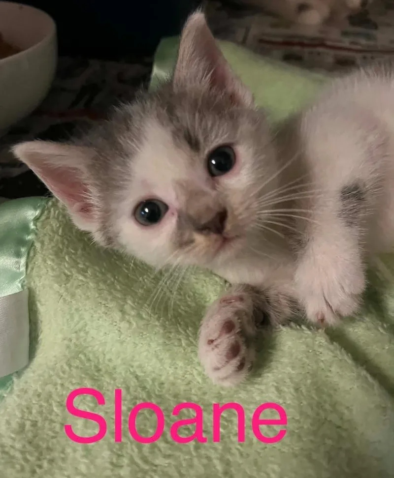 A baby small-sized female Domestic Long Hair cat named Sloane for adoption in Princeton, IN