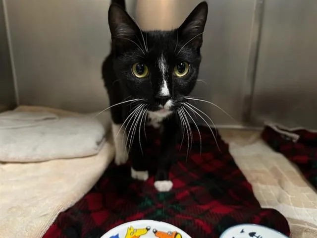 An adult medium-sized female Domestic Short Hair cat named Thomasina for adoption in Boston, MA